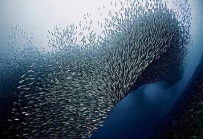 ​密集恐惧症怎么回事(心理医生免费咨询)