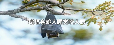 ​蝙蝠会趁人睡觉咬人吗