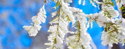 ​雾凇和树挂的区别