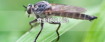 ​食虫虻咬人吗