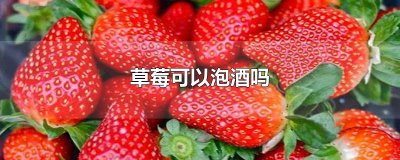 ​草莓可以泡酒吗