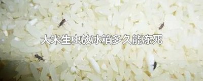 ​大米生虫放冰箱多久能冻死