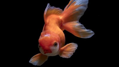 ​鱼是怎么繁殖的