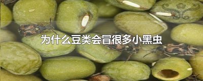 ​为什么豆类会冒很多小黑虫