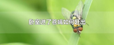​卧室进了苍蝇如何赶出