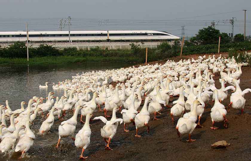 鸭子是什么类动物_养殖的鸭子的特点