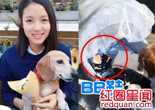 张梓琳打野炮全部照片 张梓琳怀孕没男孩还是女孩
