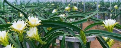 ​量天尺怎么生根