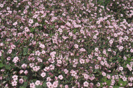 满天星小苗是什么样子(图)(图4)