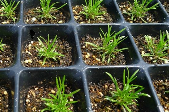 满天星小苗是什么样子(图)(图2)