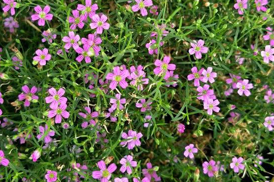 满天星小苗是什么样子(图)(图3)