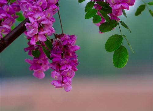 代表友谊的花(图4)