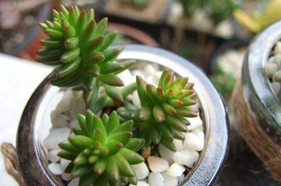 白花小松怎么养(图2)