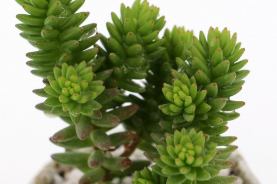 白花小松怎么养(图4)