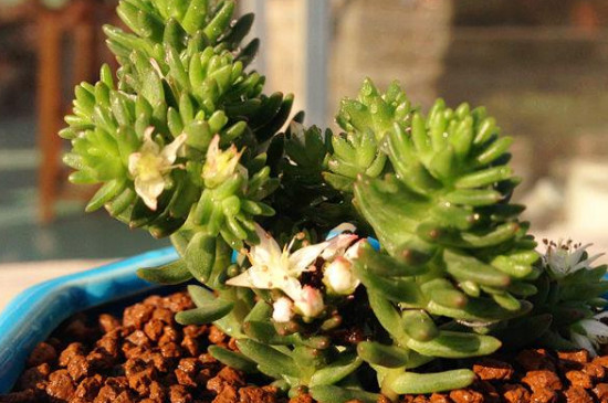 白花小松怎么养(图3)