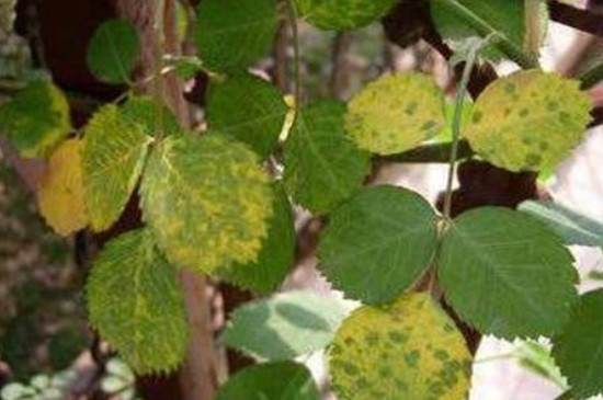 花黄叶子应该怎么补救(图3)