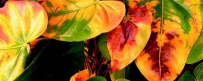 ​花黄叶子应该怎么补救