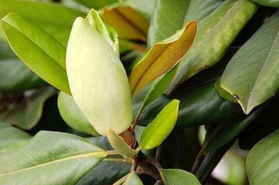 花黄叶子应该怎么补救(图4)