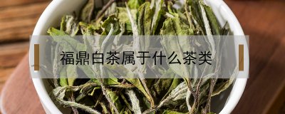 ​福鼎白茶属于什么茶类