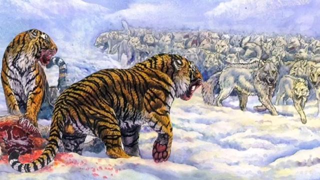 老虎能打过狼群么（为什么有人说老虎周边不会出现大型的狼群）(3)