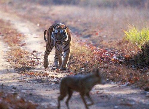 老虎能打过狼群么（为什么有人说老虎周边不会出现大型的狼群）(5)