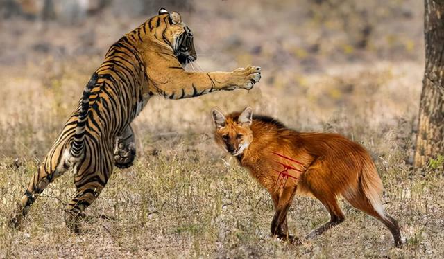 老虎能打过狼群么（为什么有人说老虎周边不会出现大型的狼群）(10)