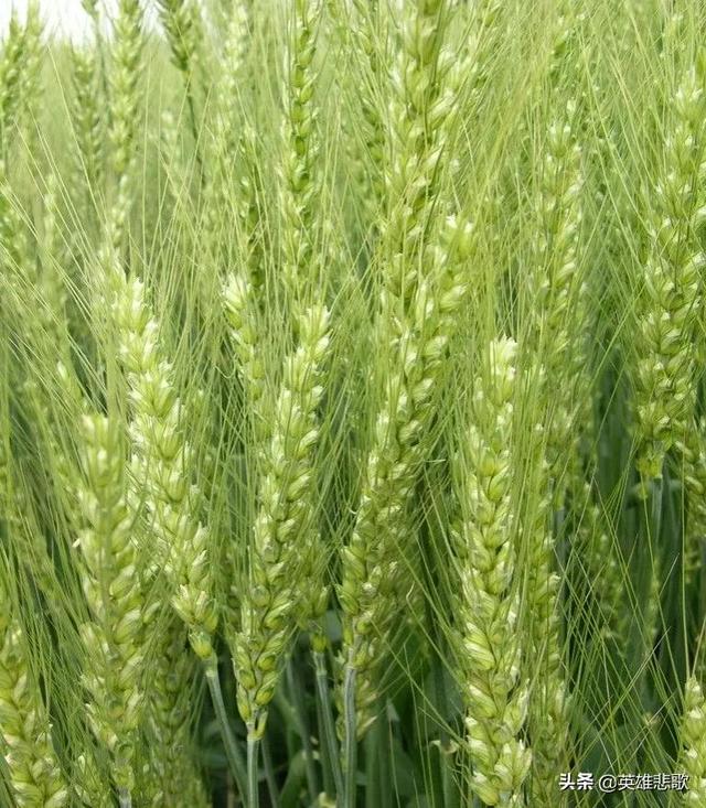 六畜指的是什么（六畜兴旺五谷丰登）(2)