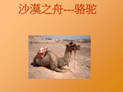 ​沙漠之舟的意思是什么（沙漠之舟解释）