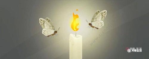 飞蛾扑火的下一句(飞蛾扑火是什么意思)