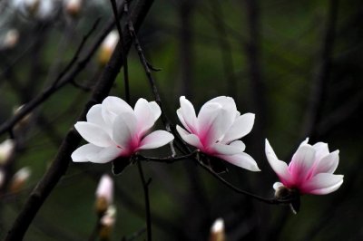 ​玉兰为什么称为鬼花（玉兰花的古代雅称）