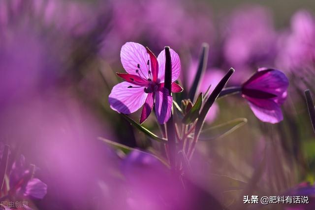 矮壮素是什么生长调节剂 植物生长调节剂(2)
