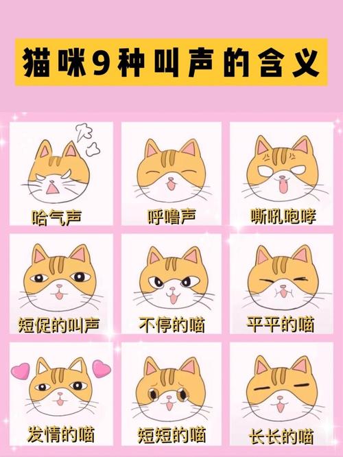 猫叫是什么征兆（猫叫怎么办）