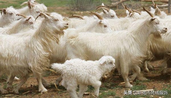 羊毛比羊绒便宜多少（羊绒羊毛价格差那么远）(3)