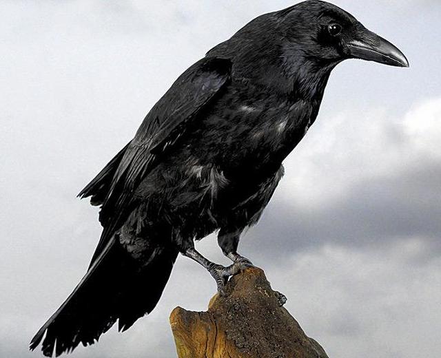 乌鸦为什么会被称之为邪恶的象征(那只三眼乌鸦为什么成为预言之神)(5)