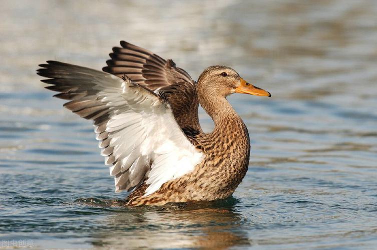 鸭子是什么类(鸭子都是水生的吗)