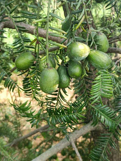 香榧是什么东西(香榧的介绍)