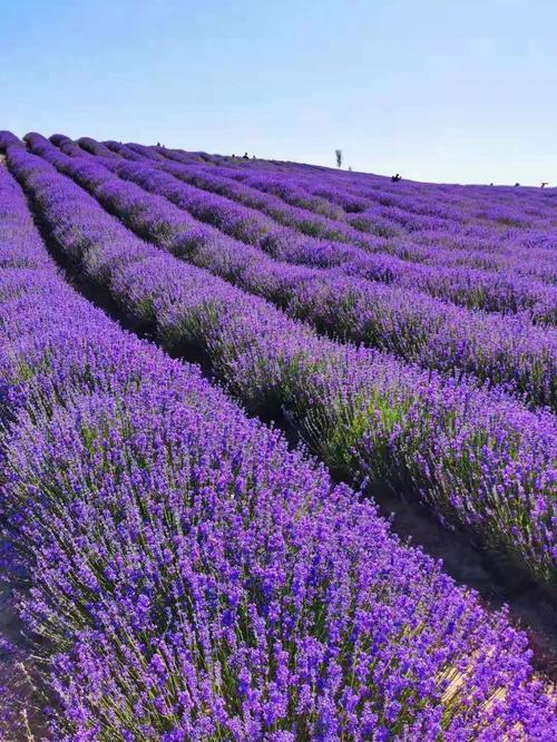 熏衣草的花语(薰衣草花语是什么)