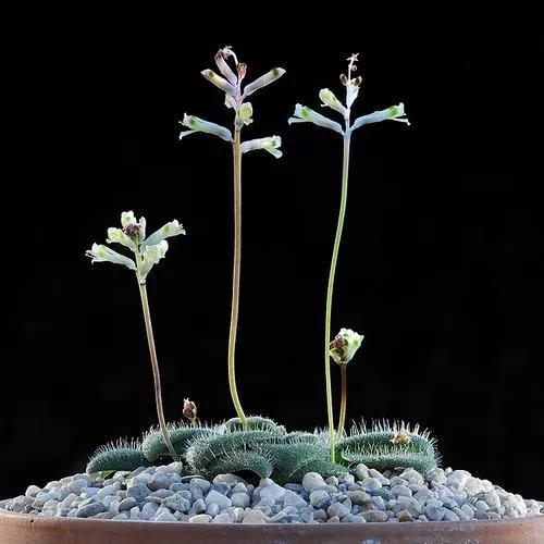 常见的多肉品种图鉴(100种罕见多肉图鉴)(40)