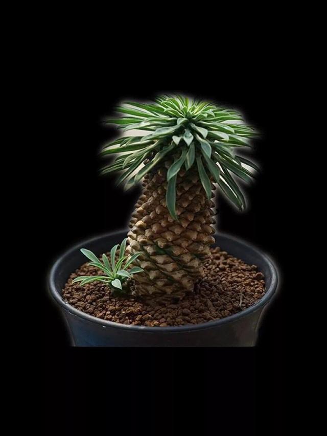 常见的多肉品种图鉴(100种罕见多肉图鉴)(33)