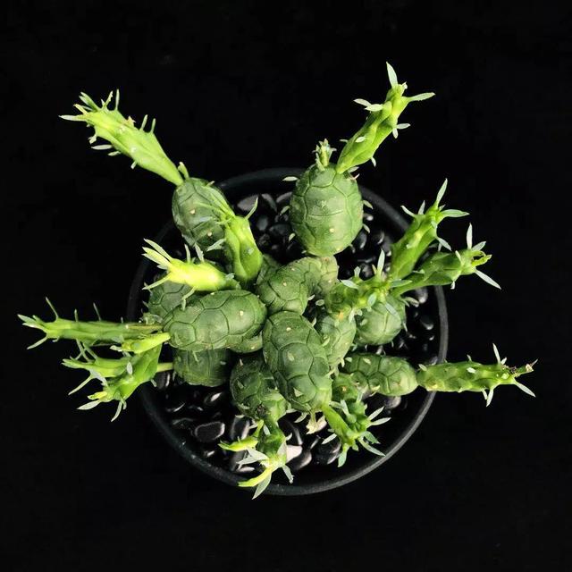 常见的多肉品种图鉴(100种罕见多肉图鉴)(82)