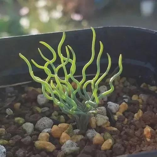 常见的多肉品种图鉴(100种罕见多肉图鉴)(28)