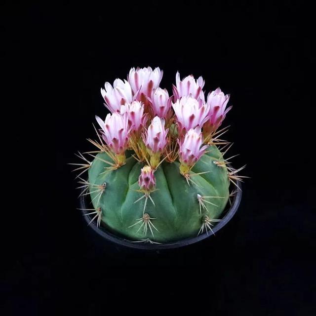 常见的多肉品种图鉴(100种罕见多肉图鉴)(88)