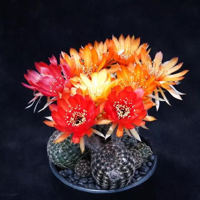 常见的多肉品种图鉴(100种罕见多肉图鉴)(105)