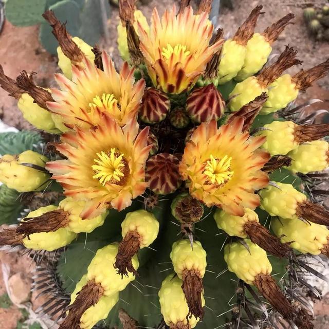 常见的多肉品种图鉴(100种罕见多肉图鉴)(111)