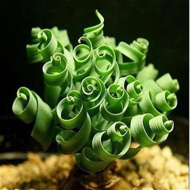 常见的多肉品种图鉴(100种罕见多肉图鉴)(5)