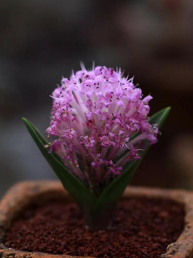 常见的多肉品种图鉴(100种罕见多肉图鉴)(9)