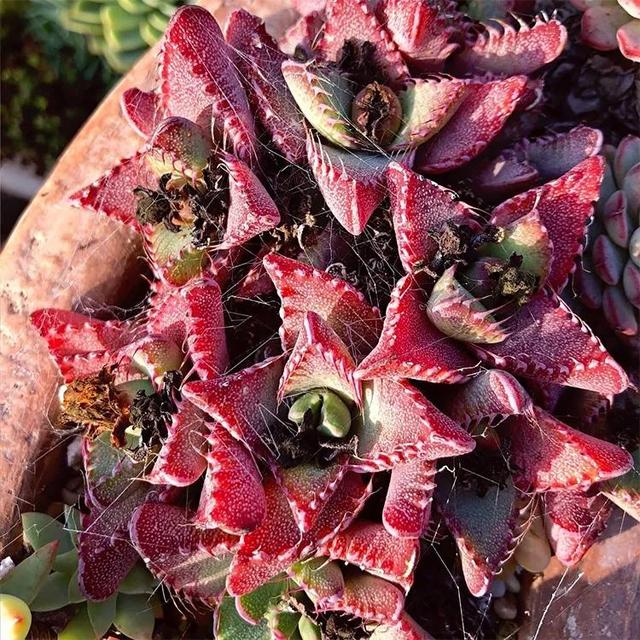 常见的多肉品种图鉴(100种罕见多肉图鉴)(4)