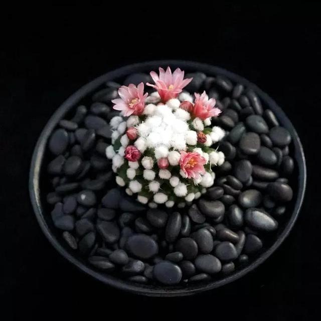 常见的多肉品种图鉴(100种罕见多肉图鉴)(97)