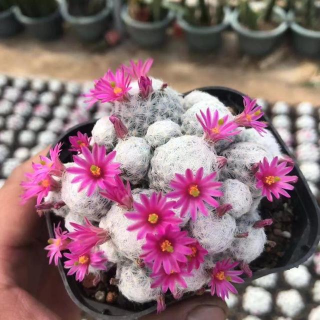 常见的多肉品种图鉴(100种罕见多肉图鉴)(87)