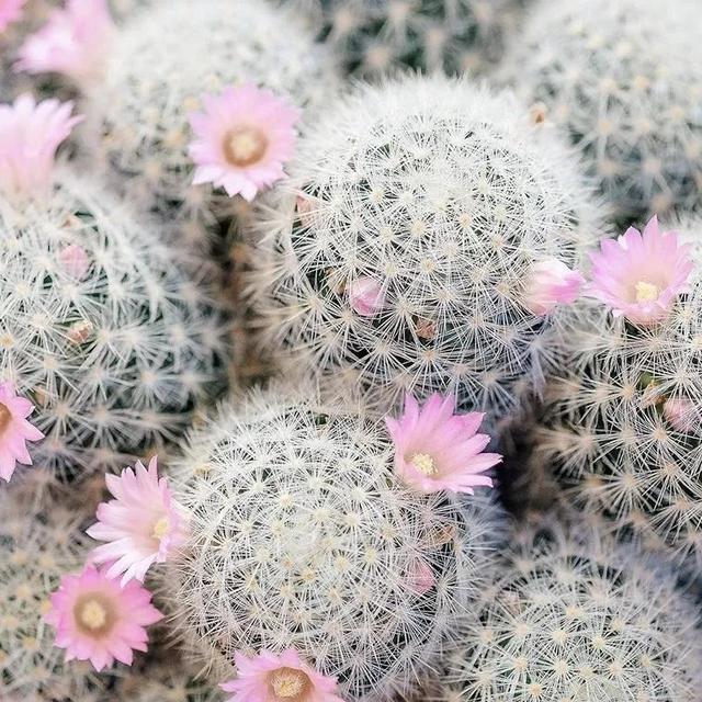 常见的多肉品种图鉴(100种罕见多肉图鉴)(92)